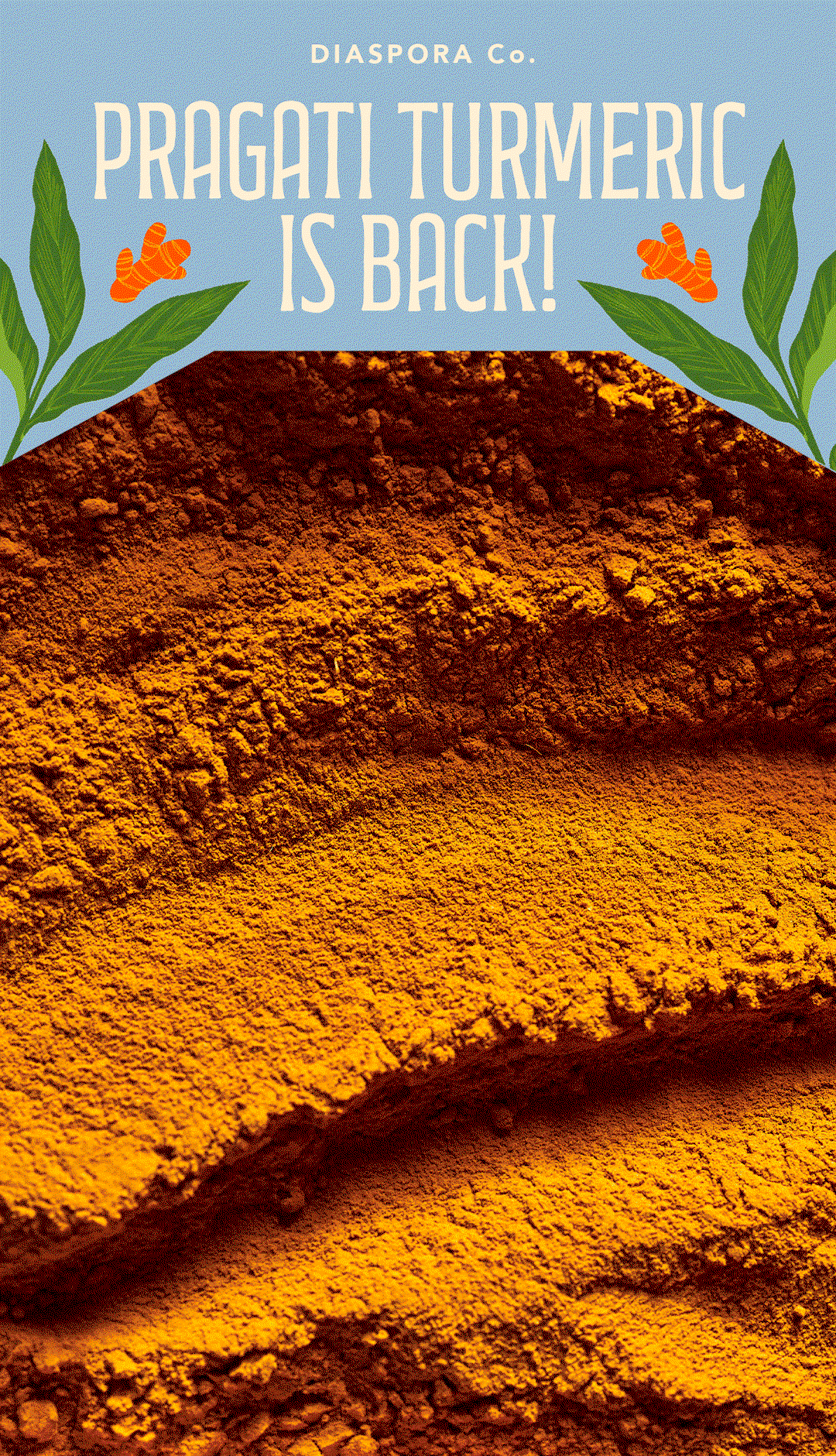 Pragati Turmeric is Back!