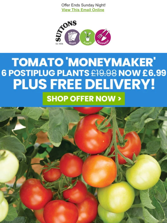 Suttons Seeds FREE DELIVERY + 6 Tomato Plants for £6.99 Milled