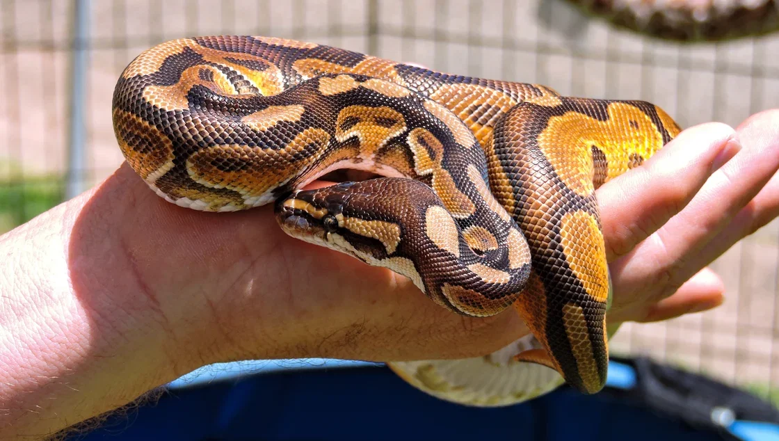 ball python being handled outside