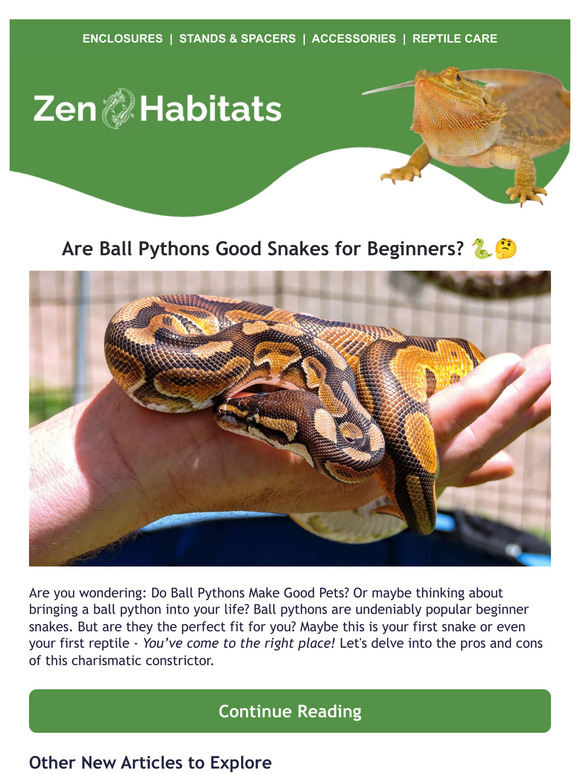 Zen Habitats: Are Ball Pythons Good Snakes for Beginners? ππ€ | Milled