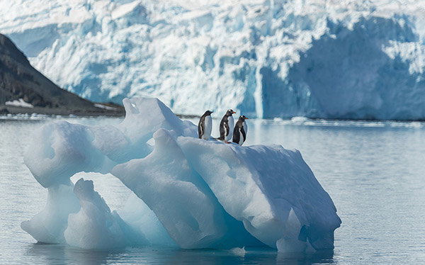 Three Gentoo penguins stand together on top of a small melting iceberg off the coast of King George Island, Antarctica.