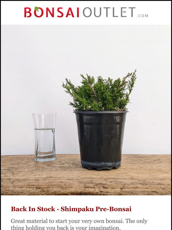 Weekly Specials: Pre-Bonsai Shimpaku