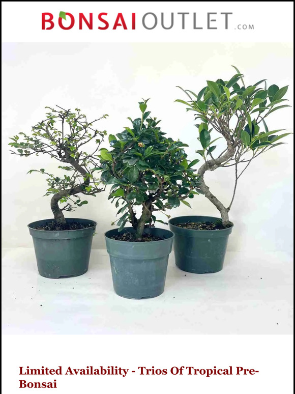 Weekly Specials: Tropical 3-Packs (Pre-Bonsai)