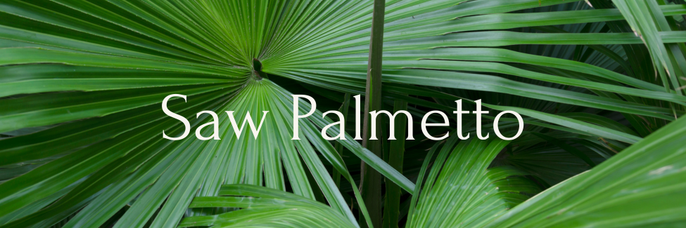 Herbal Roots: An Interesting History of Saw Palmetto | Milled