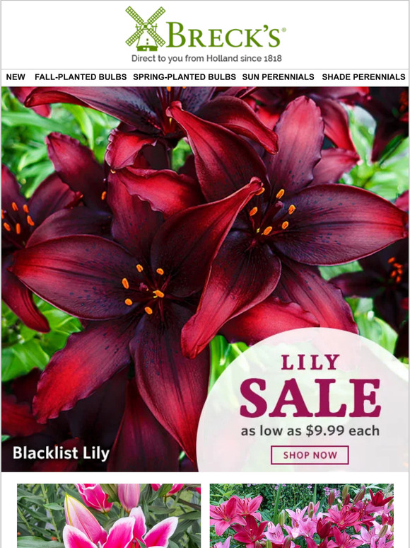 Breck's Plant These Now & Enjoy Them This Summer! Milled