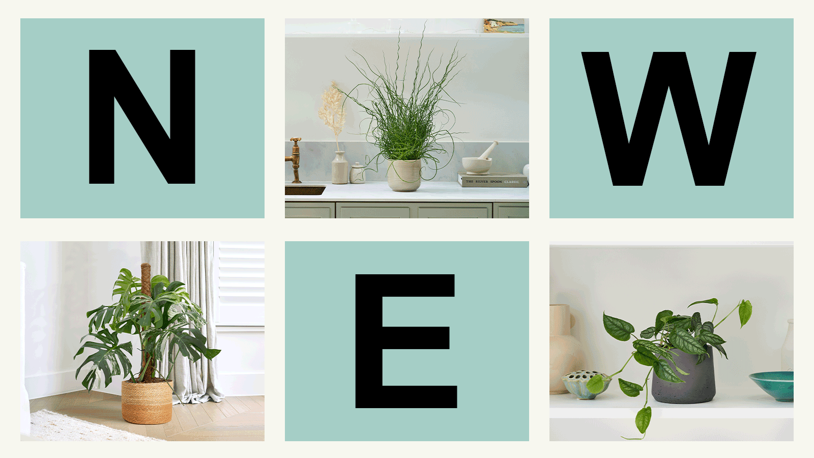 Patch Plants New indoor plants are here 😍 Milled