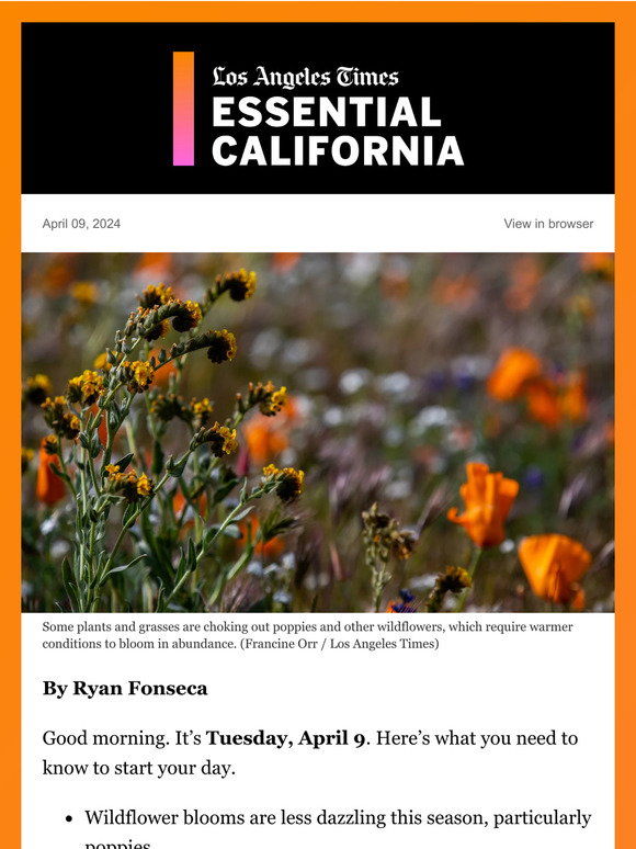 Where the wildflowers aren’t