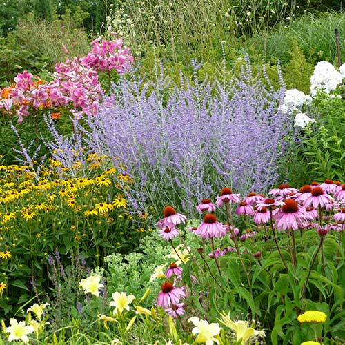 Perennials On Sale