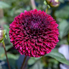 Jowey Mirella Ball Dahlia - Bag of 3