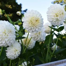 Boom Boom White Ball Dahlia - Bag of 3