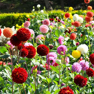Spring-Planted Bulbs On Sale