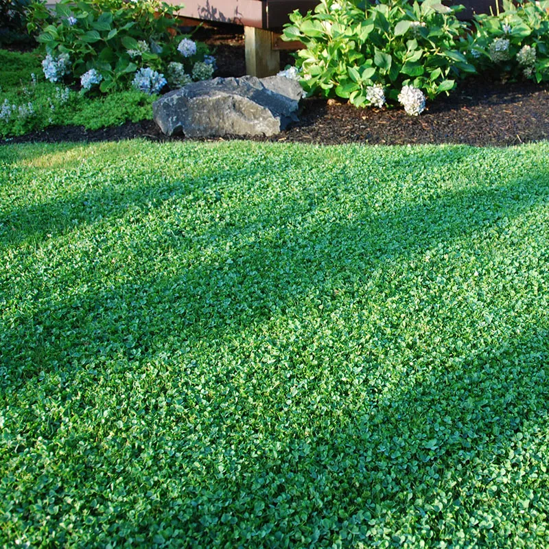 Clover & Grass Seeds On Sale