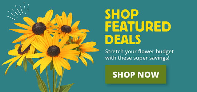 Shop Featured Deals - Stretch your flower budget with super savings - Shop Now