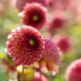 Burlesca Pompon Dahlia - Bag of 3