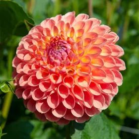Jowey Nicky Ball Dahlia - Bag of 3