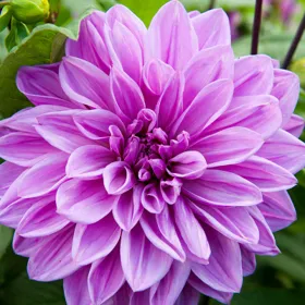 Lilac Time Dinner Plate Dahlia - Bag of 3