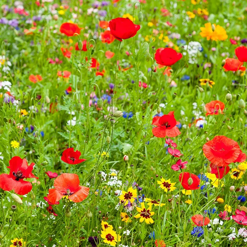 Wildflower Seeds On Sale