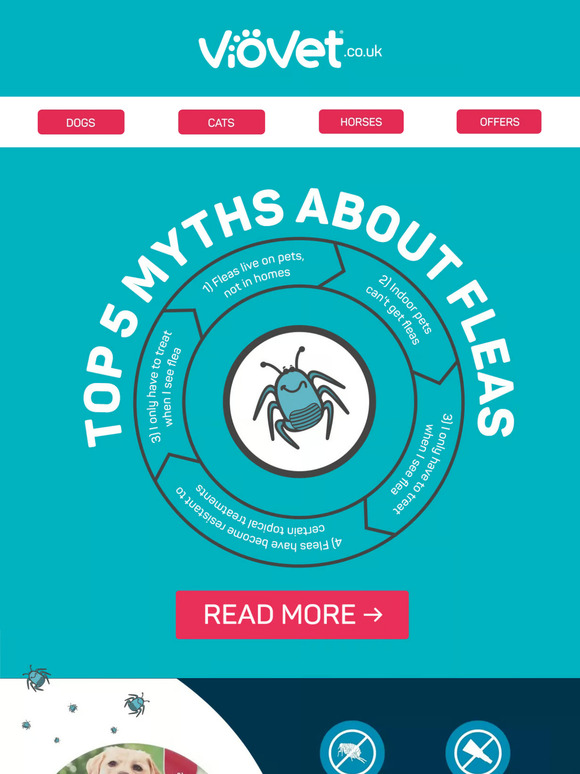 Top 5 Myths About Fleas