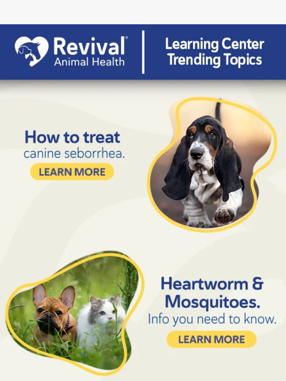 How to Get Rid of Seborrhea in Dogs