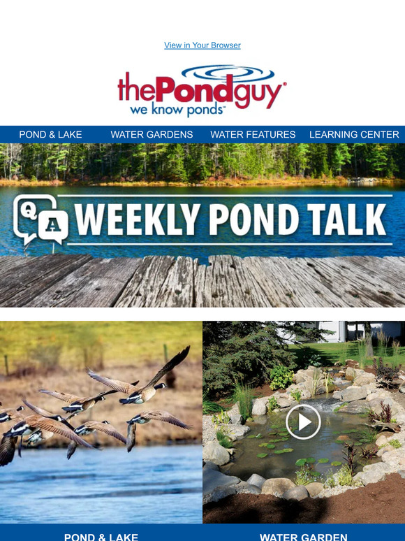 the pond guy: Weekly Pond Talk - How to Deter Canada Geese | How to