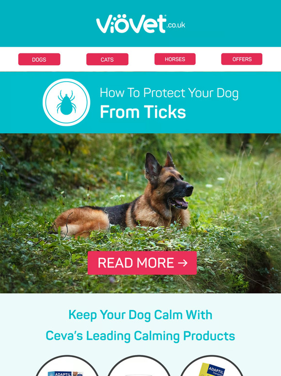 How To Protect Your Dog From Ticks