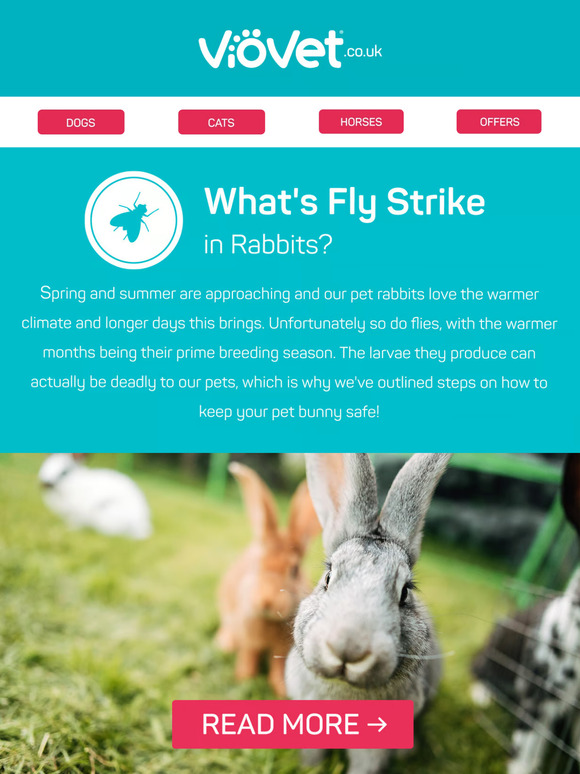 What's Fly Strike in Rabbits?
