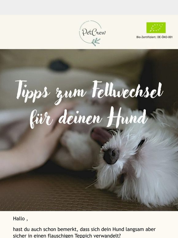 Tipps zum Fellwechsel für deinen Hund 🐶
