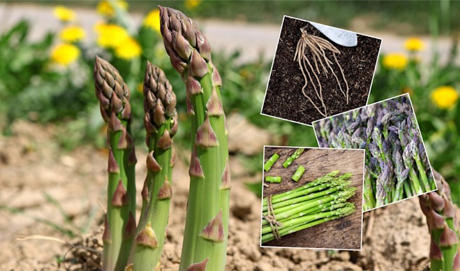 marshalls seeds: Homegrown Asparagus For Less Than £1.35 per Crown ...