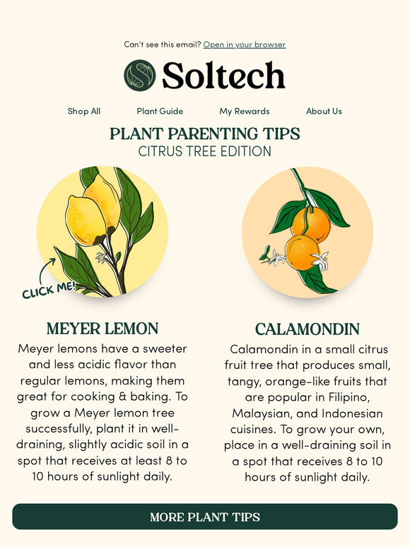 Plant Parenting 101: Citrus Tree Edition 🍋🍊