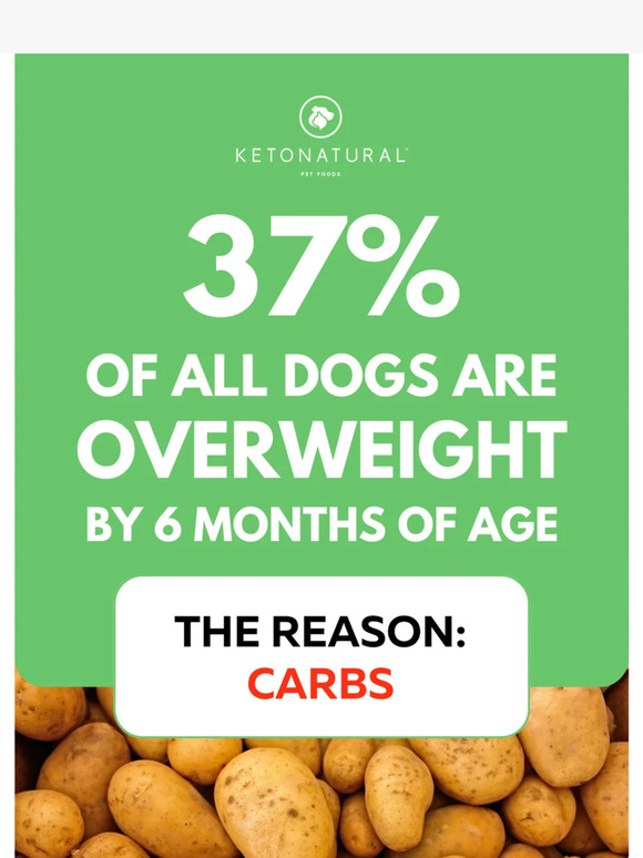 KetoNatural Pet Foods, Inc.: Do Carbs Cause Canine Obesity? | Milled