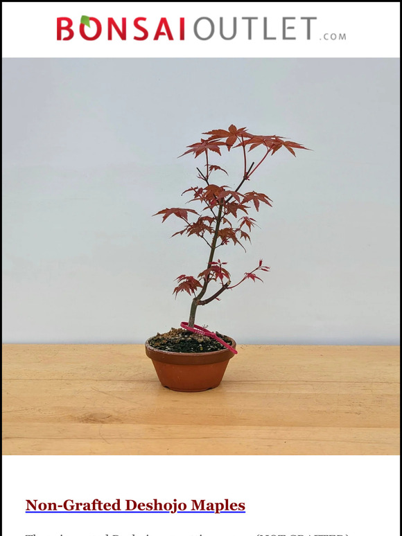 Weekly Specials: Deshojo Maples