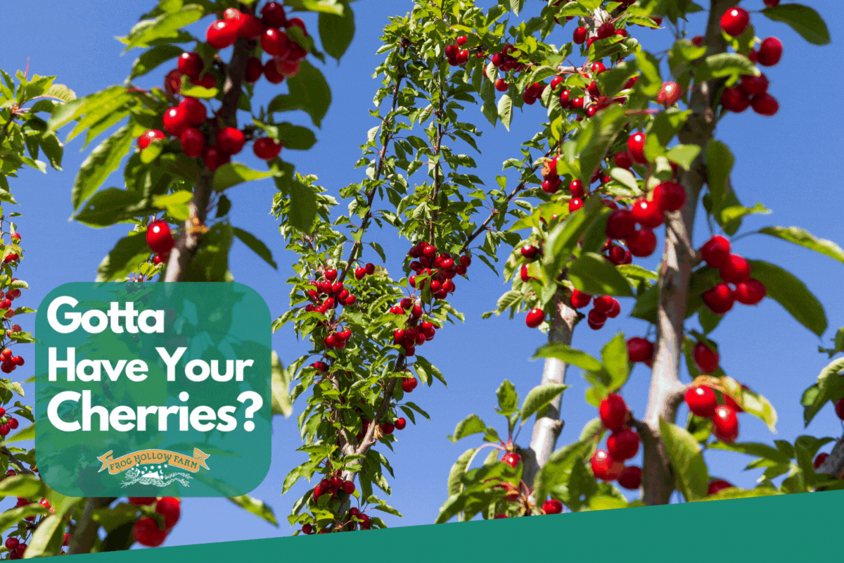 Frog Hollow Farm Lock in Your Cherry Season! 🍒😍 Milled