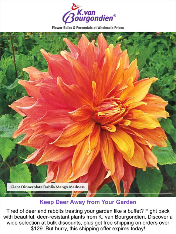 K. Van Bourgondien & Sons 🦌 Free Shipping on 129+ of DeerResistant