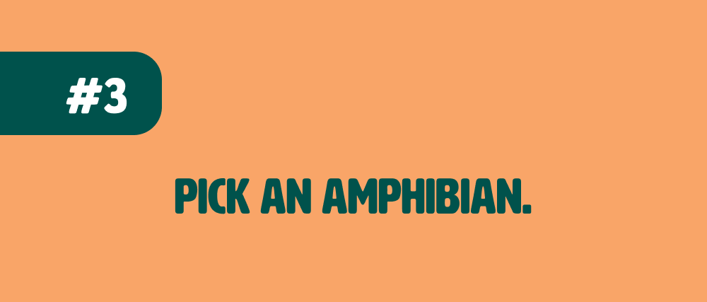 Pick an amphibian.