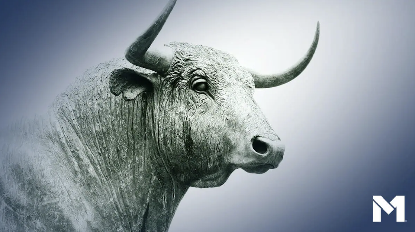 Bull staring into the distance