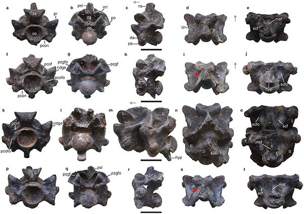 Anterior trunk vertebrae of Vasuki indicus.