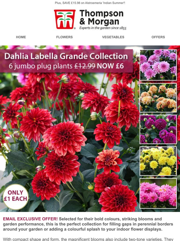 thompson-morgan: 6 Double Dahlias for £6! TODAY ONLY! | Milled