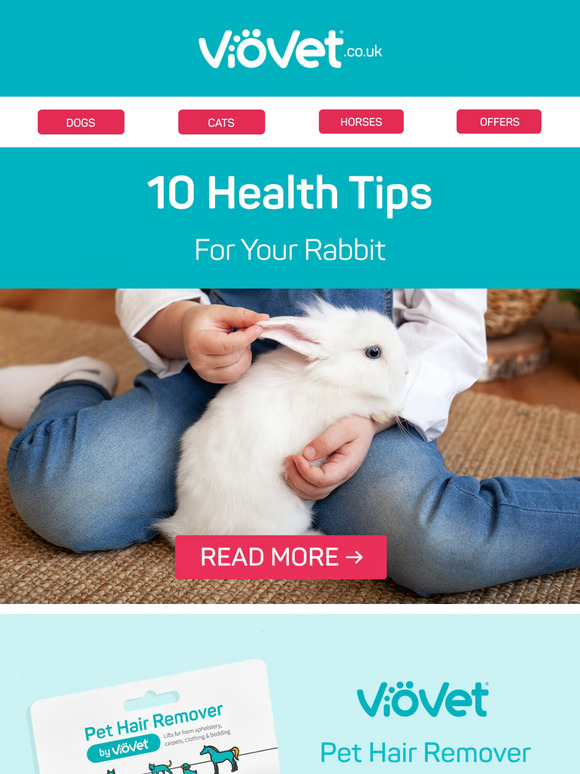 10 Health Tips For Your Rabbit 🐰