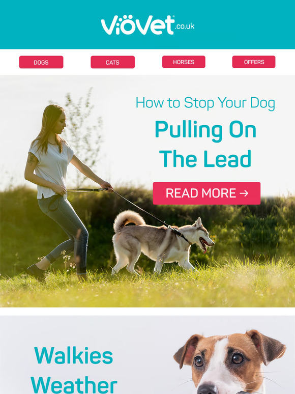 How to Stop Your Dog Pulling On The Lead 🦮