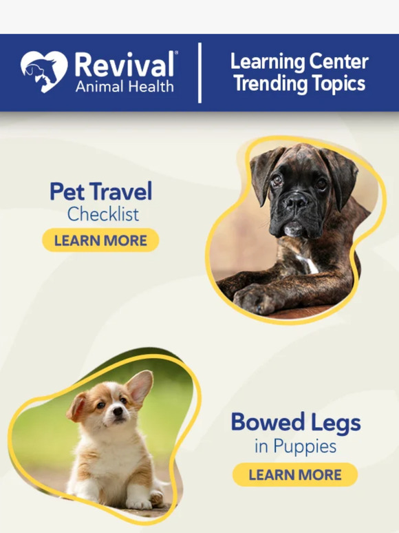 ✈️ 7 Tips for Flying with Pets