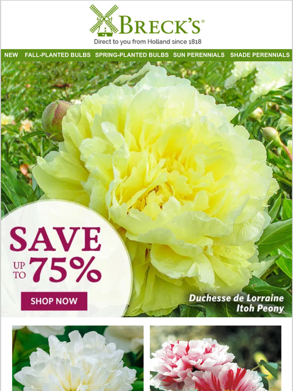 Breck's: 👵 Pick a Peony to Grow Old With | Milled