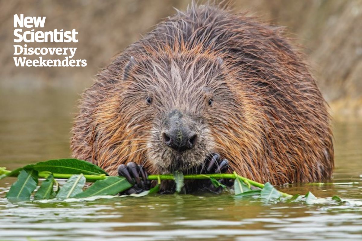 Rewilding in Devon. Image links to tour.