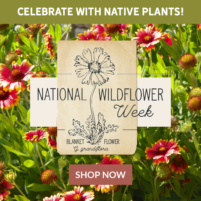 High Country Gardens Celebrate National Wildflower Week With Flat Rate