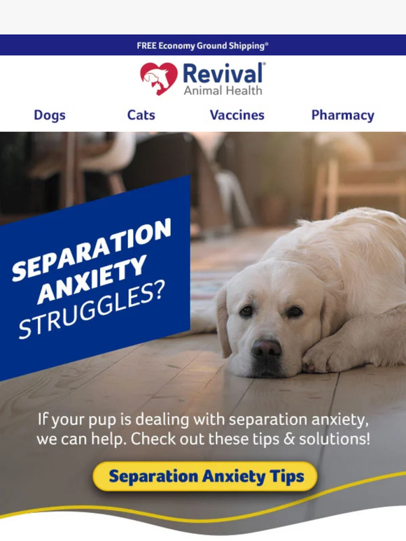 How to help your dog with separation anxiety - now!