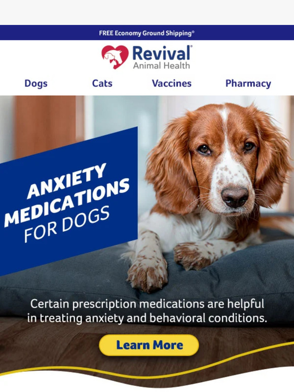 Worried About Your Dog's Anxiety? Check Out These Medications!