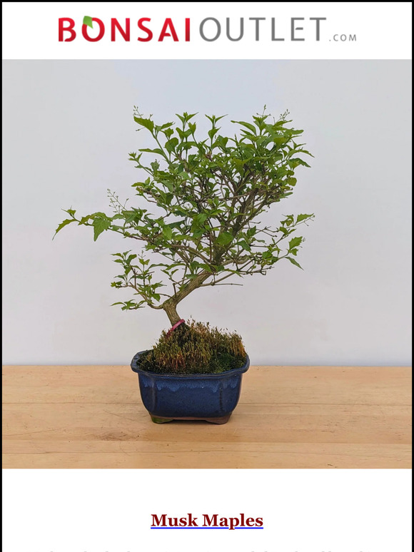 Weekly Specials: Musk Maples & Olives