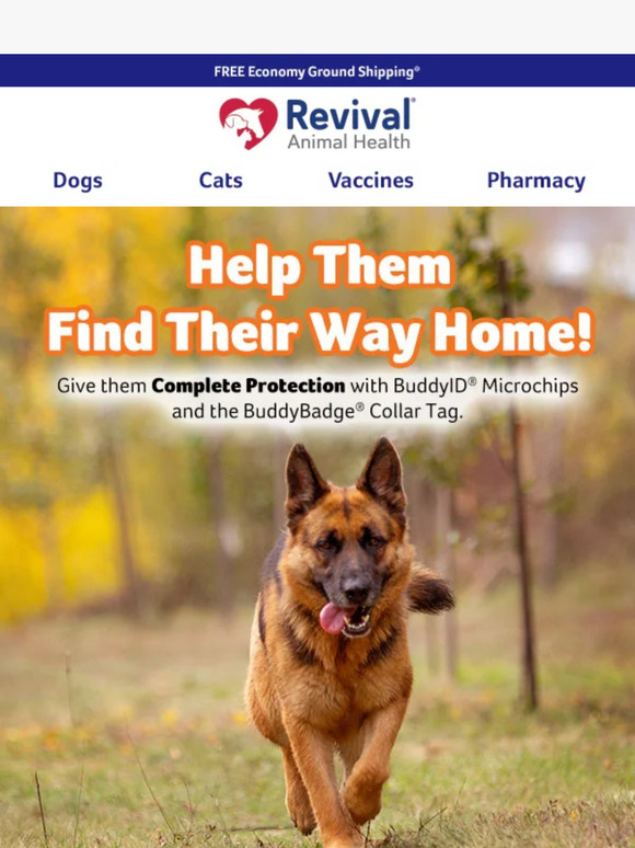 Help Them Find Their Way Home Quickly with BuddyID