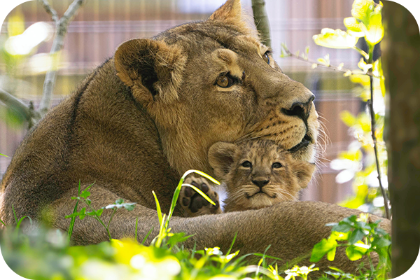 Lion cub and mum, Ayra