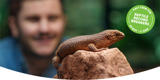 Reptile Record Breakers at London Zoo
