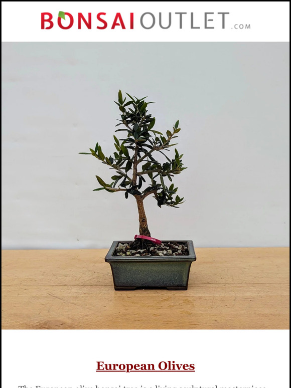Weekly Specials: European Olives